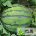 大荔县黄河滩京欣 惠龙 花长瓜 供应