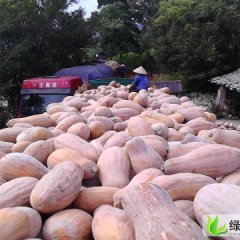 5月南宁大量密本南瓜上市，代办