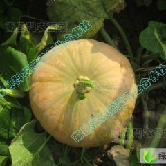 湖南南县小磨盘南瓜：茅草街陈