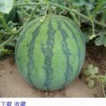 山东齐河黑皮、花皮京欣西瓜