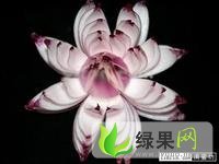 河南博爱红皮洋葱：蒋村张兴志