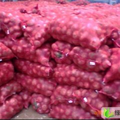 山东惠民红皮洋葱：李庄镇周吉武