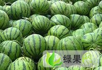 黑龙江北林京欣：红发村姚广学