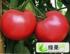 内蒙古喀喇沁旗斯贝德西红柿