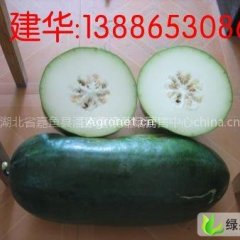 湖北嘉鱼子弹头黑皮冬瓜：肖家洲叶建华