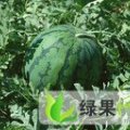 河北涿州京欣：义和庄孟鑫