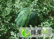 河北涿州京欣：义和庄孟鑫