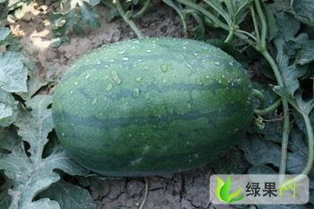 龙卷风，黑金刚价格