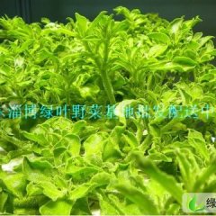 山东桓台冰草 冰菜：马桥周经理