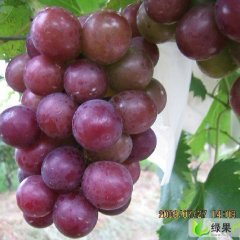 山东金乡巨峰葡萄：桃园村王川