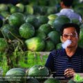 山东章丘抗丰三号：京欣系列。济南张先生