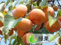 陕西大荔7月黄柿子：范家镇张吉锋
