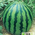 河南开封西瓜杏花营市场大量供应