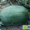 山东泗水西瓜，杨柳镇张佩