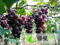 四川丹棱巨峰葡萄：何场乡何淑均