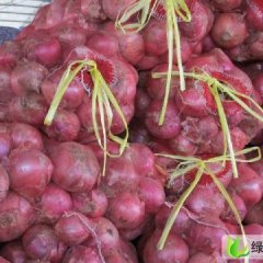 山东单县红皮洋葱：张集镇付永现