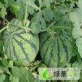 供应河南黄龙潭西瓜