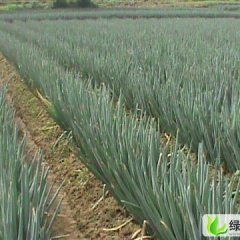 山东诸城铁杆大葱：石桥子赵凯强