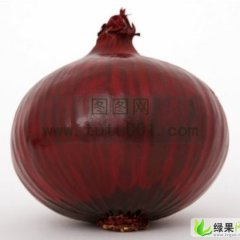 山东惠民紫皮洋葱：姜楼冯飞