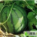 内蒙古赤峰市的西瓜