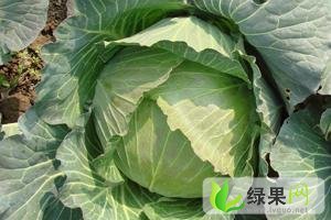 辽宁开原卷心菜：中固镇李尽铁