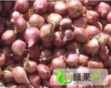 河南红皮洋葱：九龙镇李培培