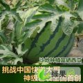 河南扶沟吕谭乡万顺义大量代收西瓜有意者联系