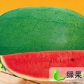 山东东明优质绿皮王：东明县王刚义