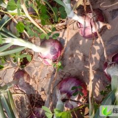 山东惠民紫皮洋葱：姜楼镇冯新民