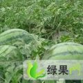 河南尉氏花皮无籽：永兴镇张国贤