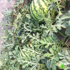 云南楚雄市麒麟西瓜：苍岭镇老江