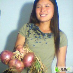 河南宁陵红皮洋葱：逻岗镇张飞