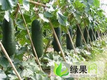 河南鹿邑黑皮冬瓜：观堂乡郭庆步