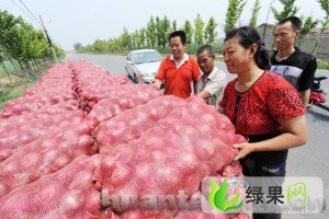 山东惠民红皮洋葱：李庄镇高新杰