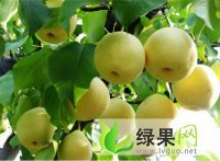 早酥梨价格 早酥梨基地