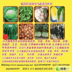 山东郯城子弹头黑皮冬瓜：郯城县小马