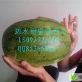 山东泗水甜蜜蜜：泗水李先生