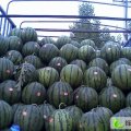 山东昌乐京欣：鄌郚镇秦鹏龙