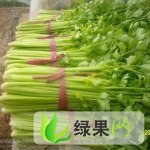 山东高青玻璃翠芹菜：唐坊镇何玉山