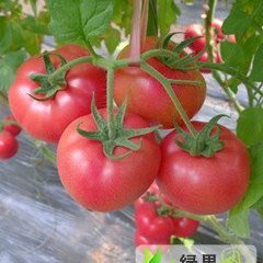 山西绛县：卫庄镇孙飞飞