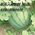 河北新乐京欣一号：西瓜交易中心