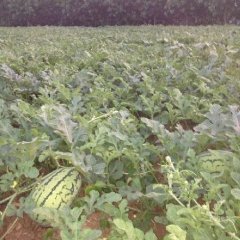 甘肃靖远金城5号：北滩乡拓先生