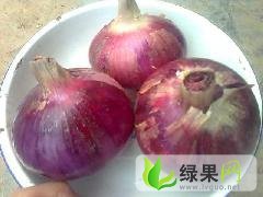 洋葱价格