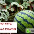 河北乐亭京欣：毛庄陈先生