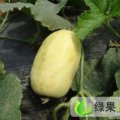 山东惠民西瓜苗：麻店孙先生