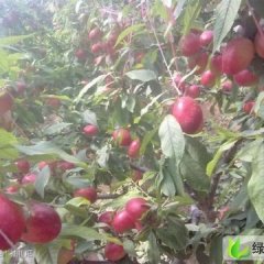 山东冠县中油4号 ：兰沃乡贾子侠