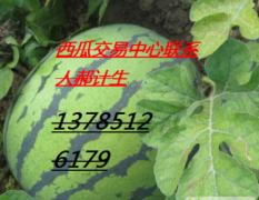石家庄市东旺镇郝计生：香瓜 品质优良1.8-3.0元/斤