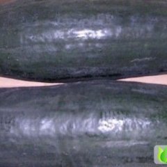 湖北嘉鱼子弹头黑皮冬瓜