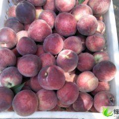 2013山东蒙阴蜜桃6月20日最新报价