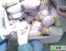 山东胶州荷兰十五土豆7月份大量上市